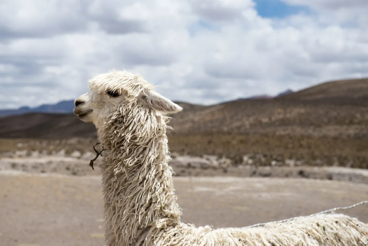 3. Discovering the Historic Plaza de Armas: The Heart of Arequipa Culture