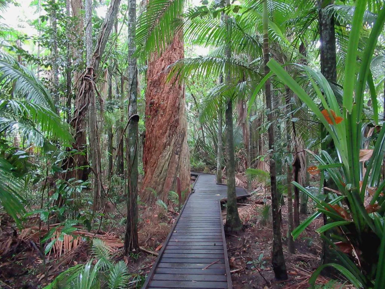 5. Relaxing at Palm Cove Beach: A Tropical Paradise