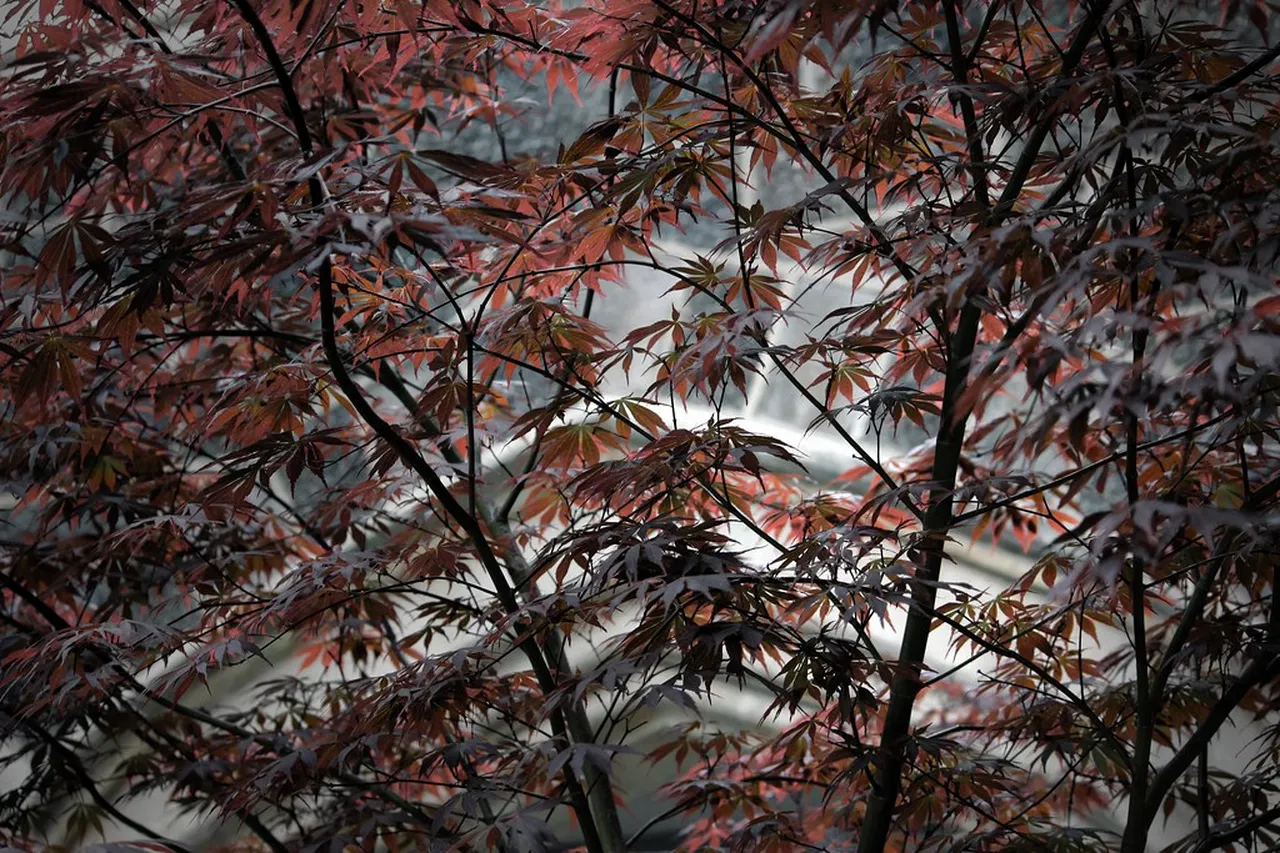 The Iconic Christchurch Botanic Gardens: Nature’s Cultural Sanctuary