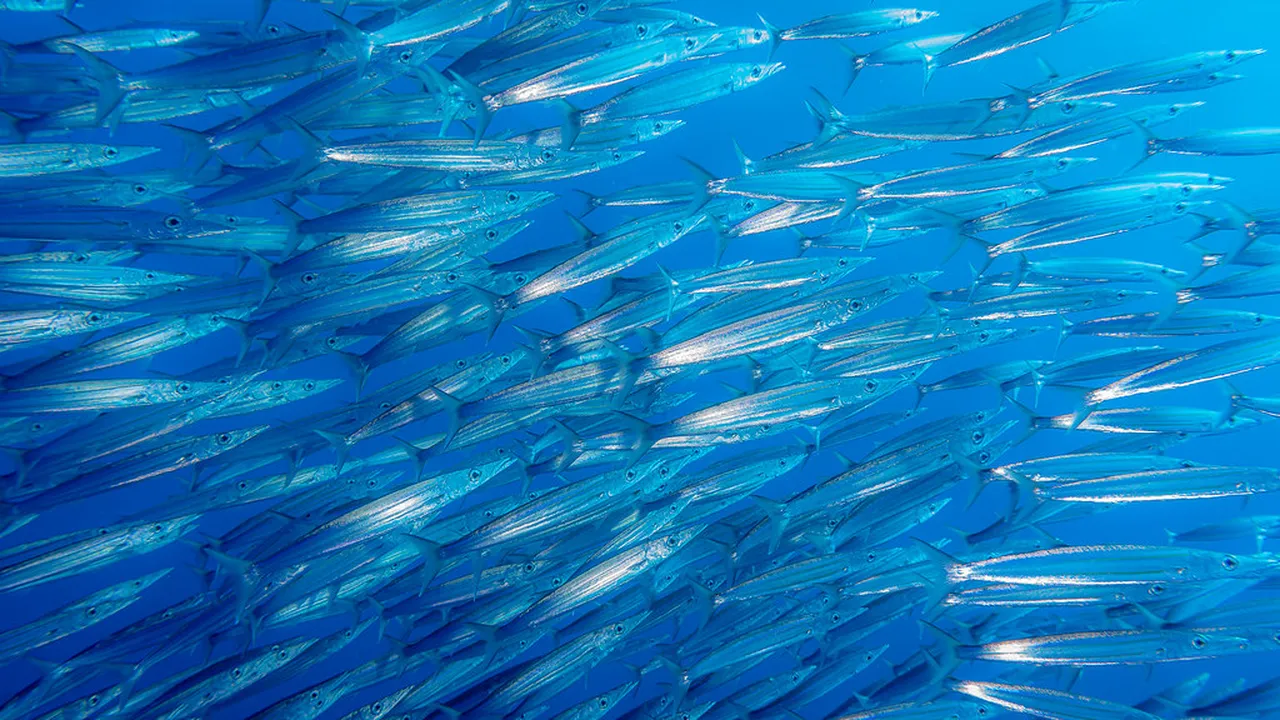 1. Snorkeling in Kailua-Kona: Discover Underwater Wonders