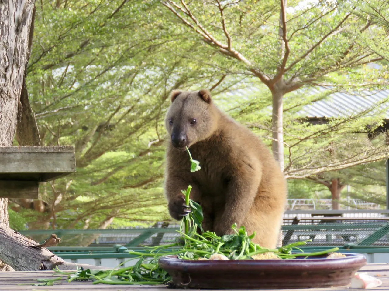 1. Exploring the Nature Parks: A Refreshing Escape in Port Moresby