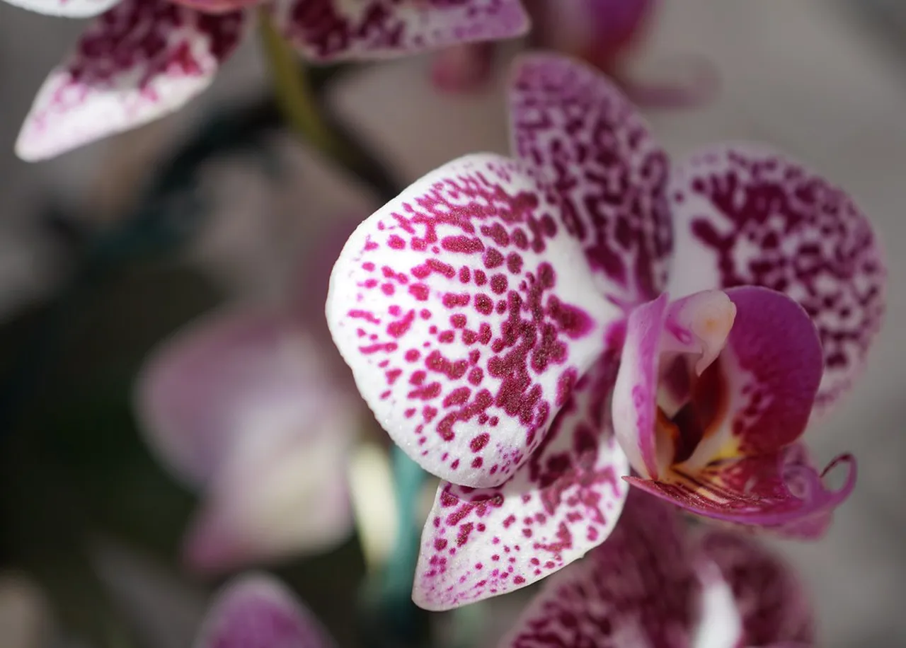 5. Explore Ibirapuera Park: A Natural Oasis in the City