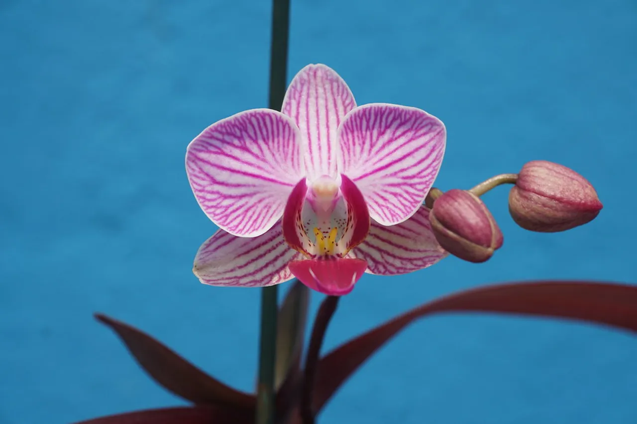 4. Experience the Nightlife: Bars and Clubs in Itaim Bibi