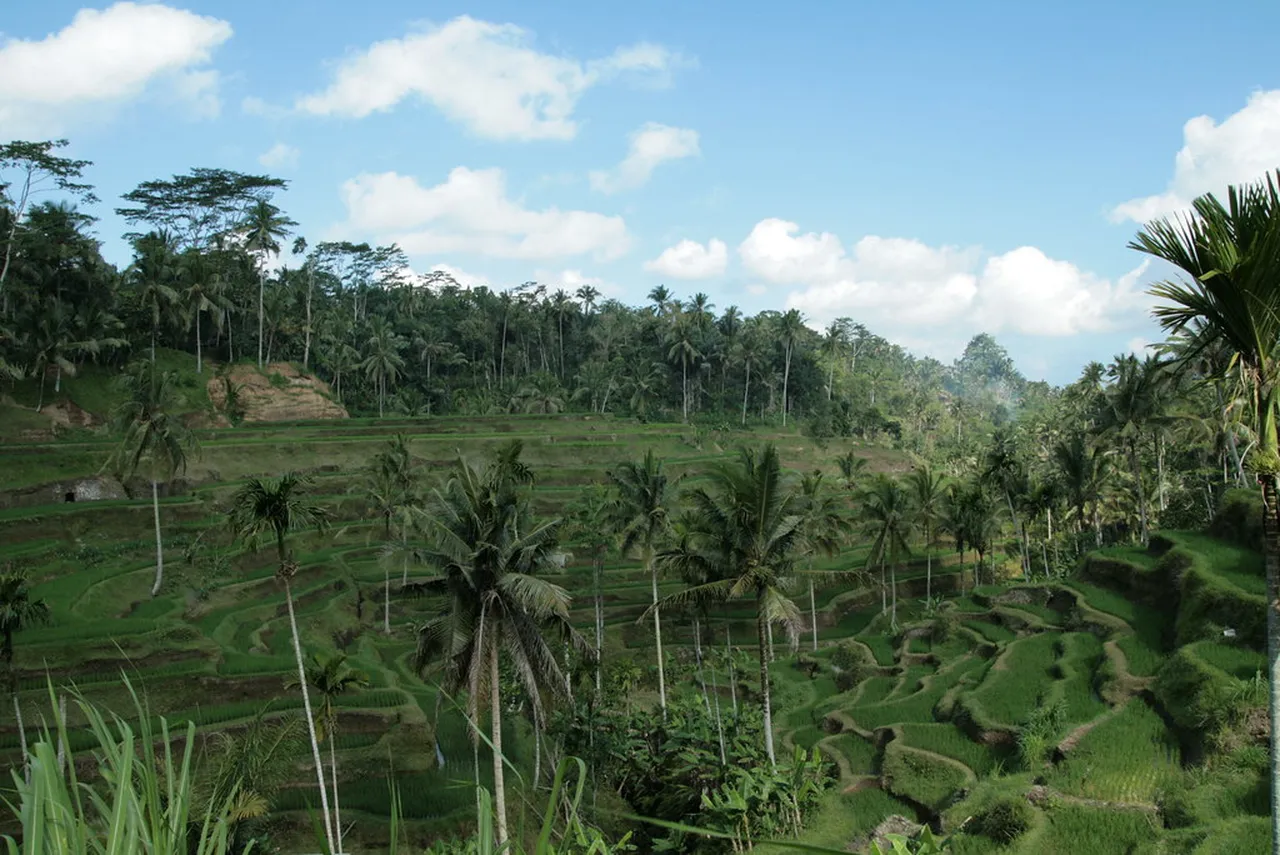 5. Hike the Campuhan Ridge Walk: Breathtaking Views Await