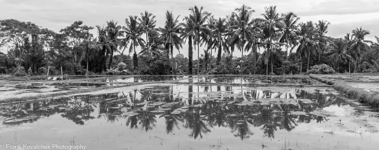 4. Exploring Tegalalang Rice Terrace: A Photographer’s Paradise