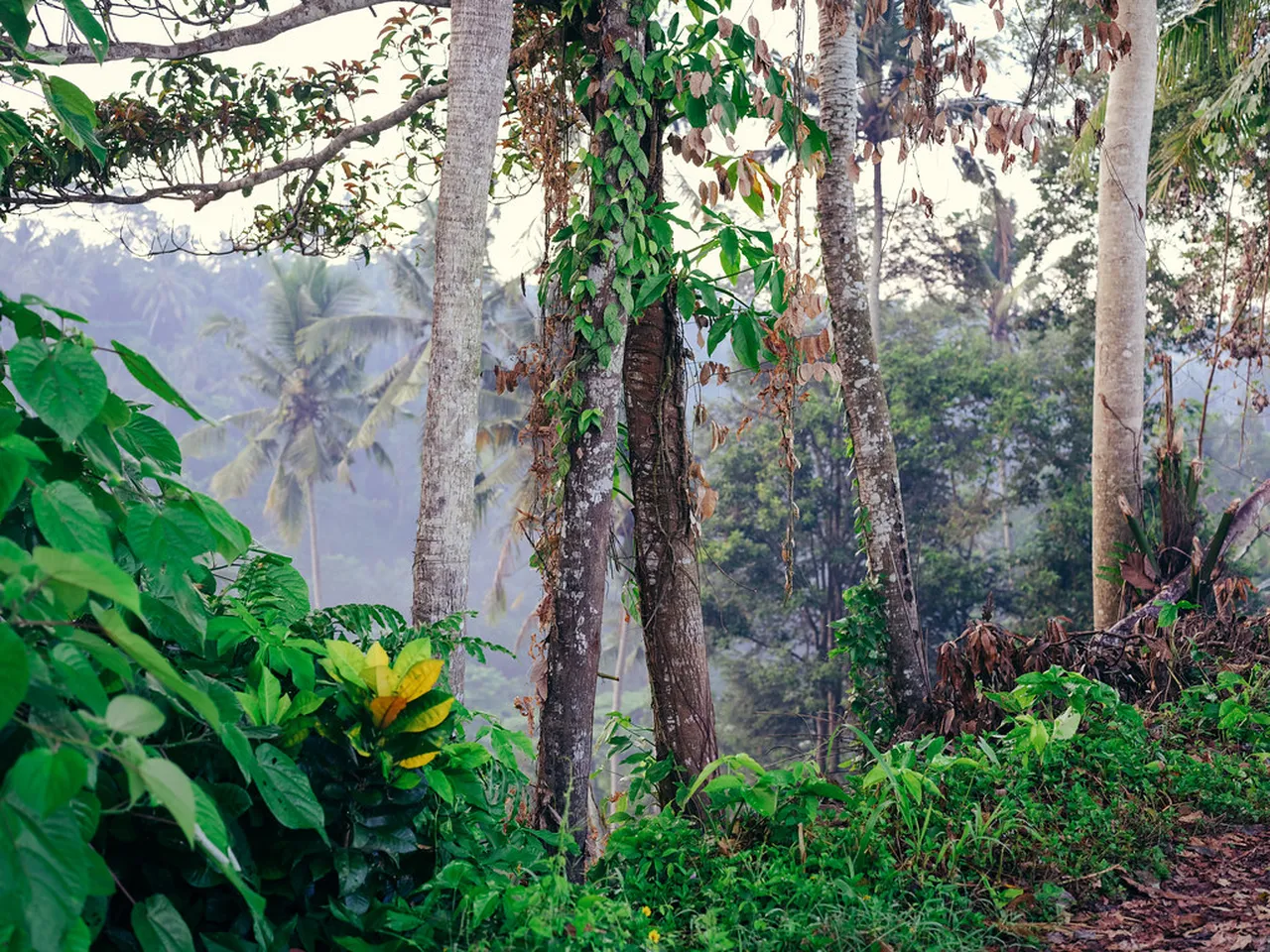 2. Discover the Sacred Monkey Forest: A Unique Encounter
