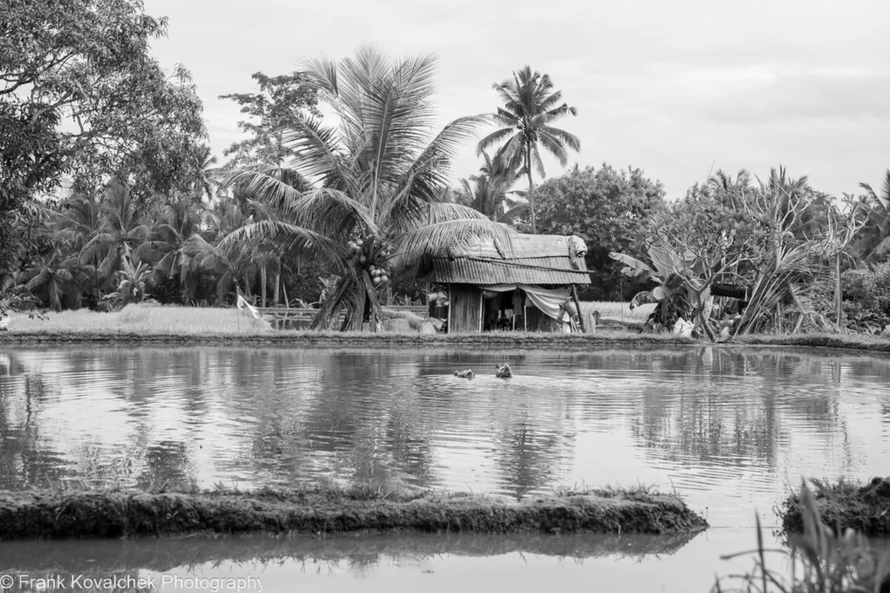 1. Cycling Through Ubud’s Scenic Rice Terraces