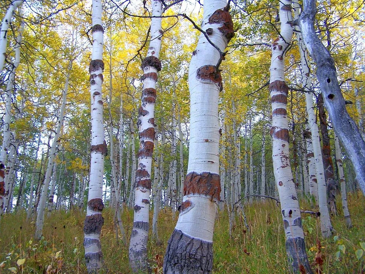 5. Explore Downtown Aspen: Shopping, Dining, and Nightlife