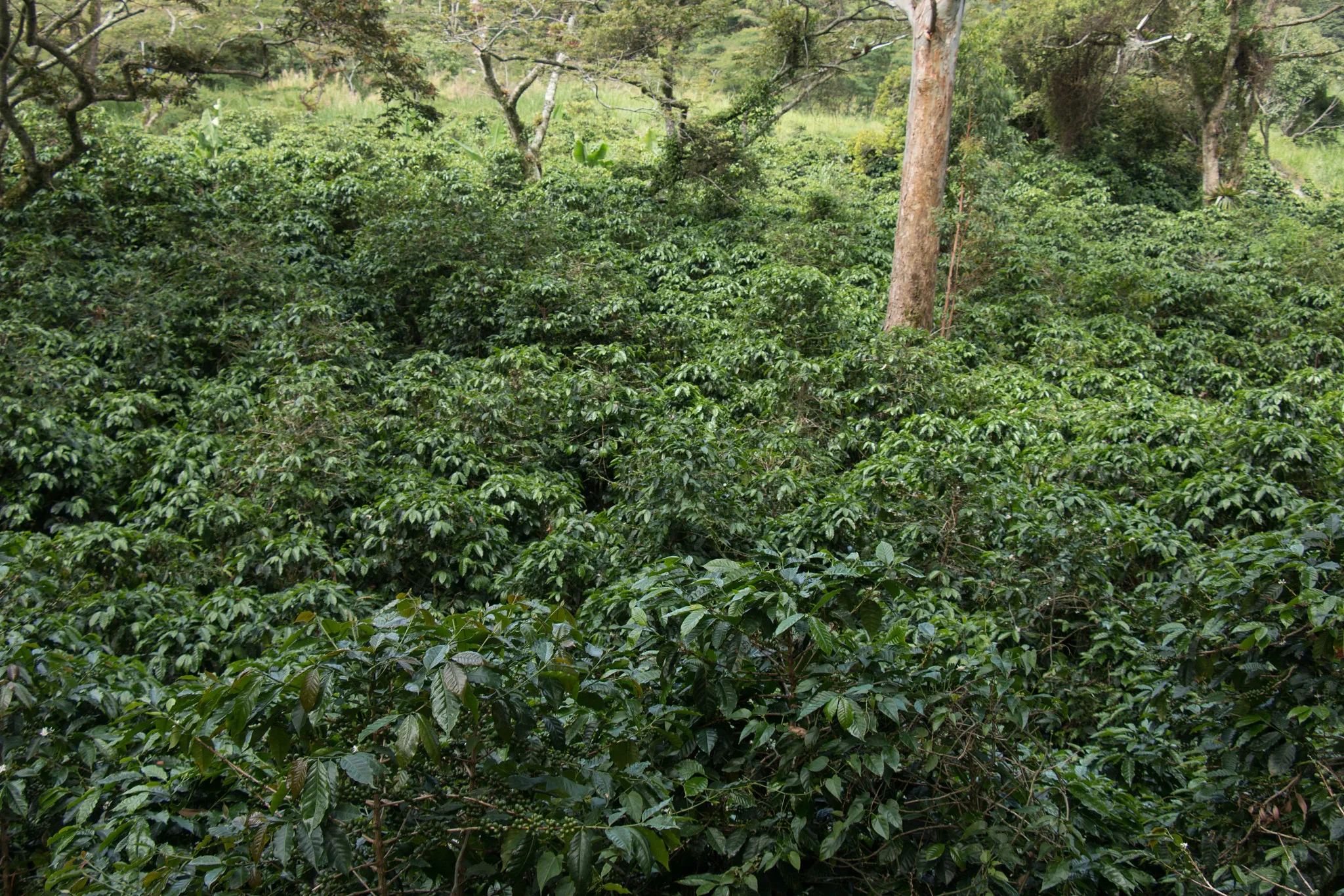 4. Thrill-Seeking: Rafting the Chiriquí River