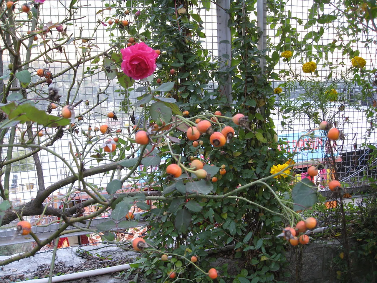 1. Exploring the Rock Garden: A Sculptural Marvel