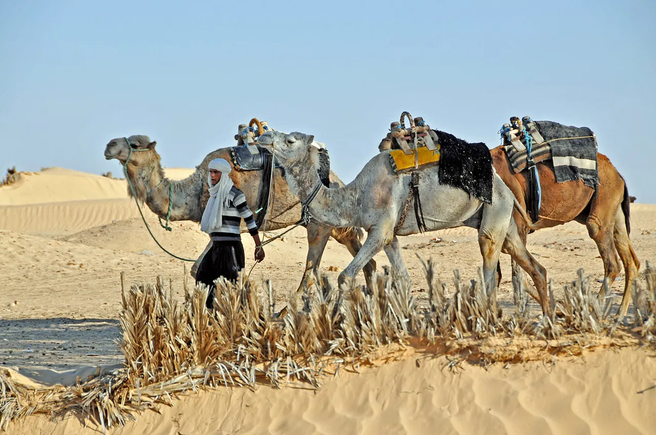 4. Attend the Douz International Festival of the Sahara: Celebrating Desert Culture