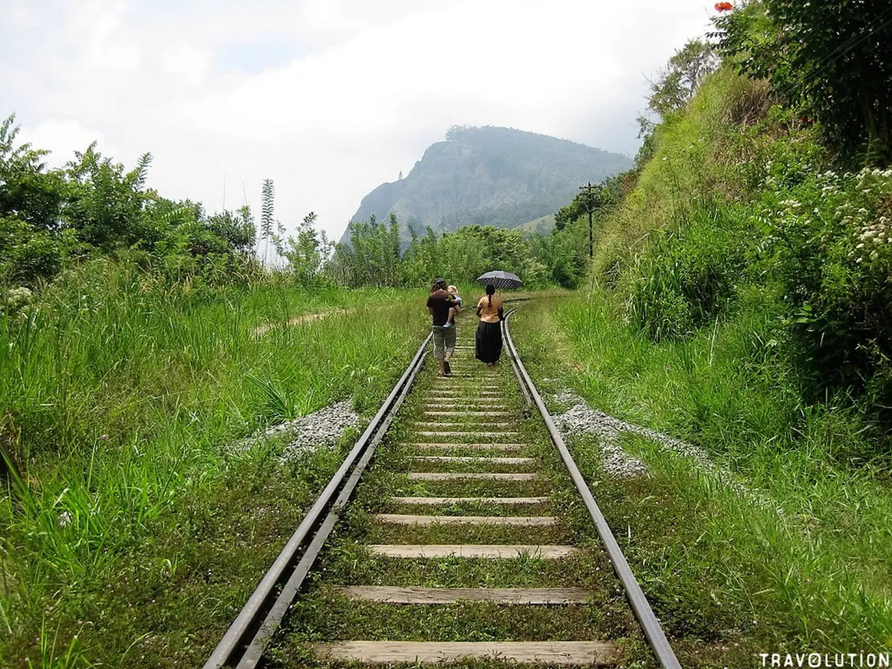 5. Tea Plantations Tour: A Journey Through Sri Lanka’s Tea Heritage