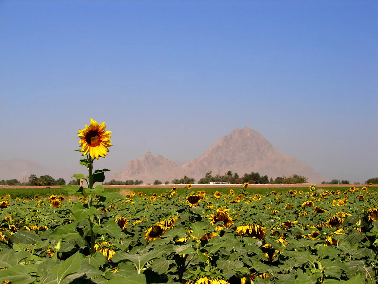 5. Taste the Flavors of the Esfahan Food Festival