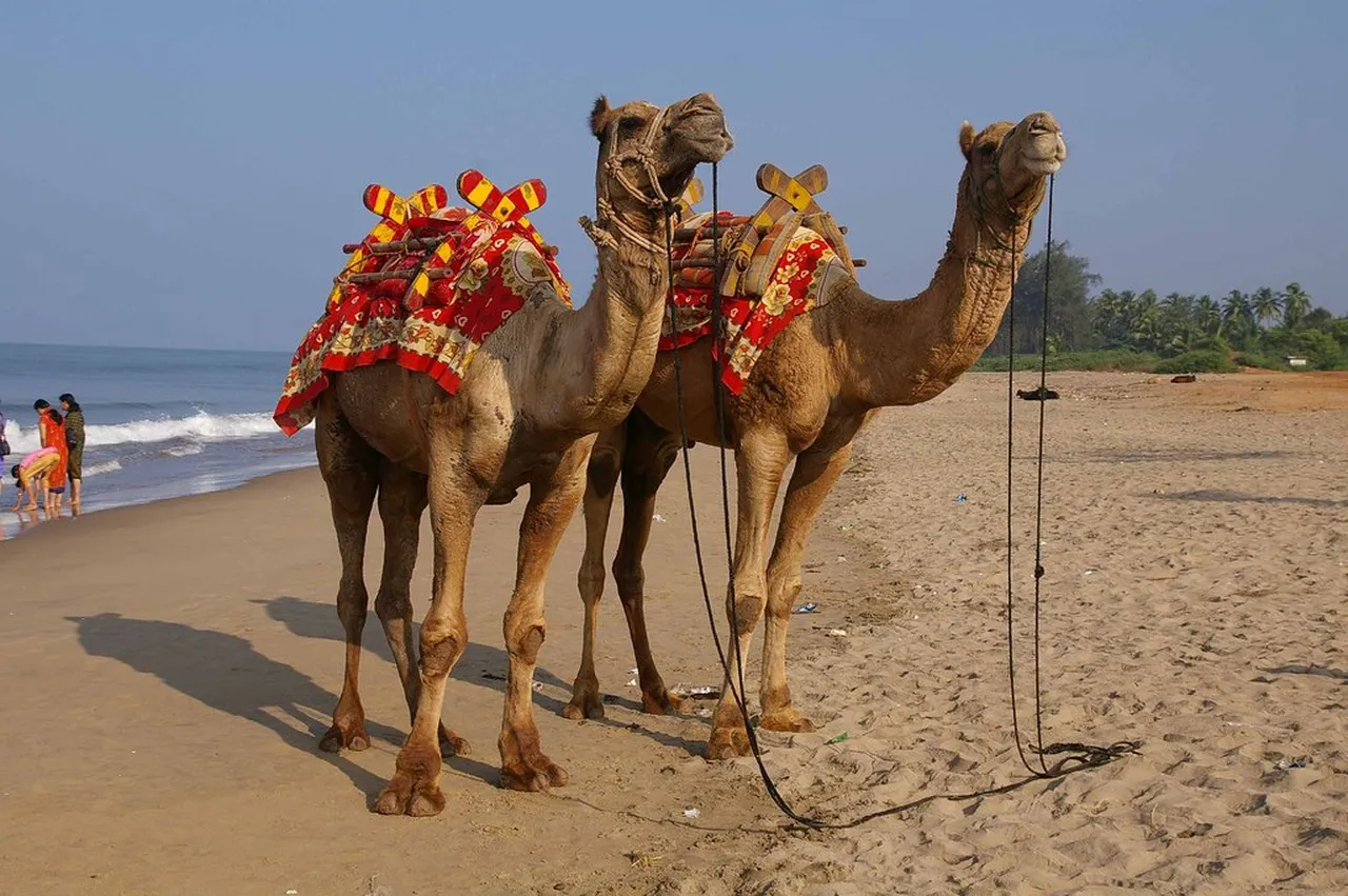 5. Indulging in Local Cuisine: A Foodie’s Delight