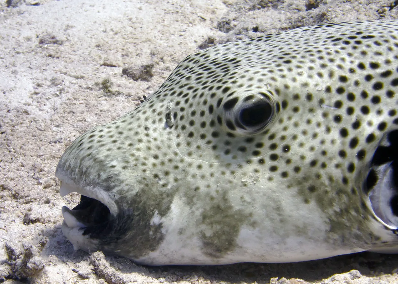 1. Snorkeling and Diving: Experience the Underwater Paradise