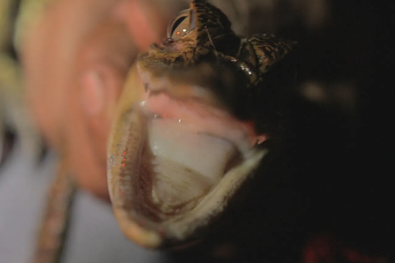 1. Exploring the Breathtaking Amazon River: A Majestic Journey
