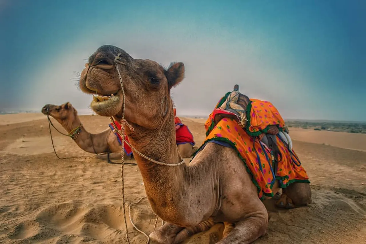 3. Camel Safaris: The Iconic Journey Through the Sand Dunes