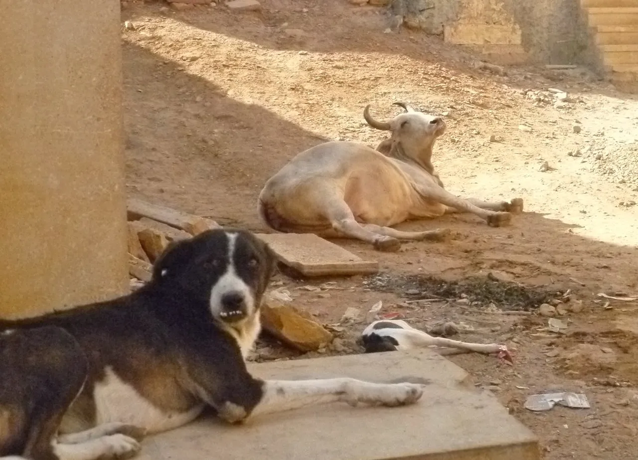 2. Stargazing in the Thar Desert: A Night Under Radiant Skies