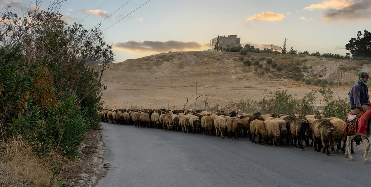5. Experience the Vibrant Local Market: A Taste of Jordanian Culture