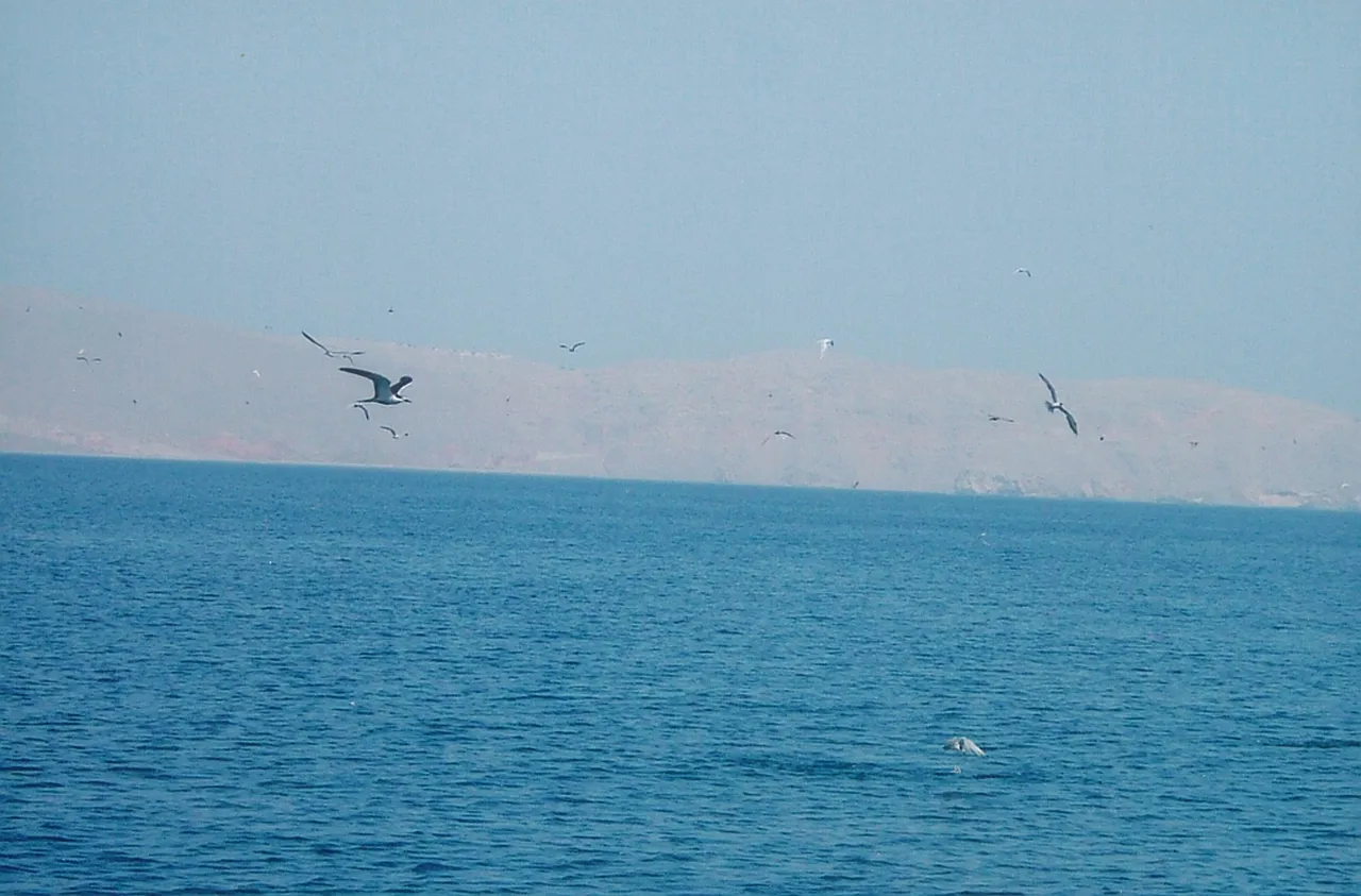 1. Discover the Breathtaking Fjords on a Dhow Cruise