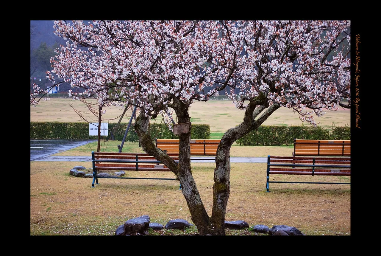 2. Exploring Suizenji Jojuen Garden: A Slice of Tranquility