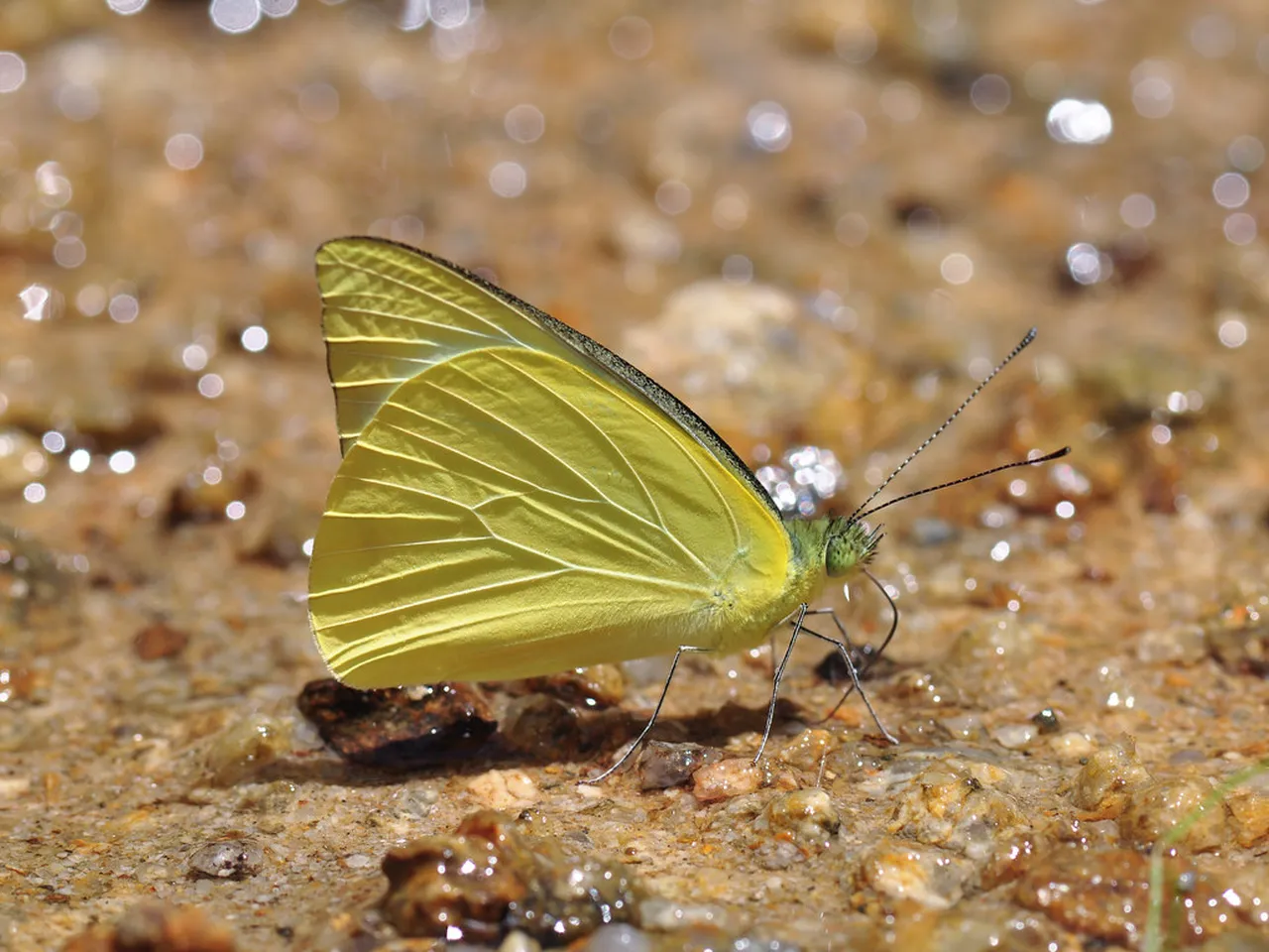 1. Trekking Through Sapo National Park: A Nature Lover’s Paradise
