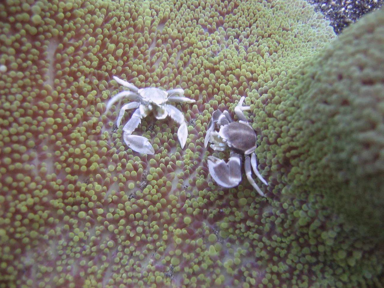3. Exploring Tangkoko Nature Reserve: Wildlife Encounters