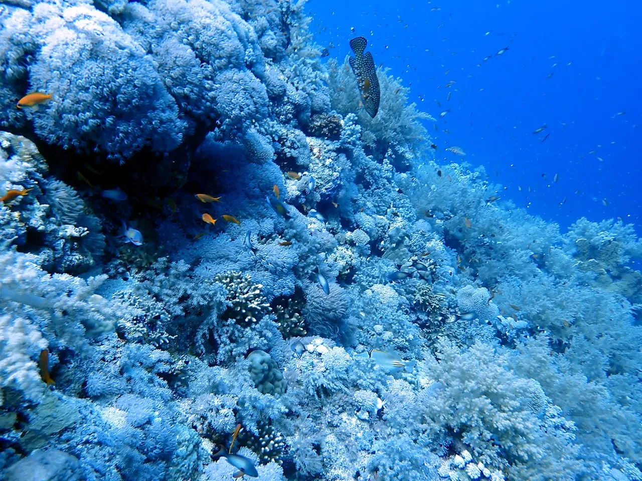 1. Scuba Diving in the Red Sea: An Underwater Paradise