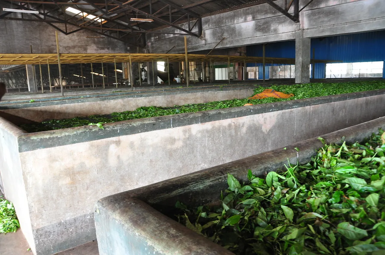 4. Indulging in Local Flavors: Tea Tasting Tours