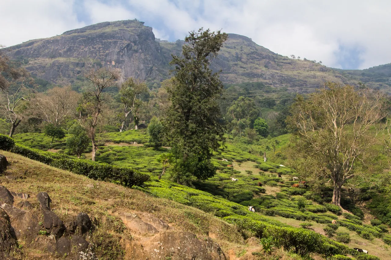 3. Adventurous Trekking Routes for Thrill-Seekers in Munnar