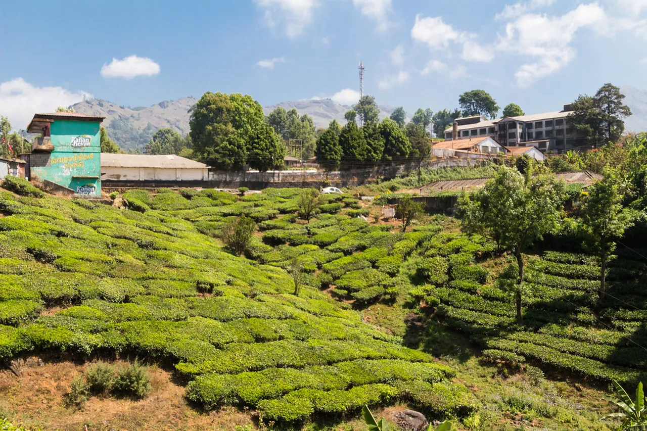 2. Exploring Eravikulam National Park: Home of the Nilgiri Tahr