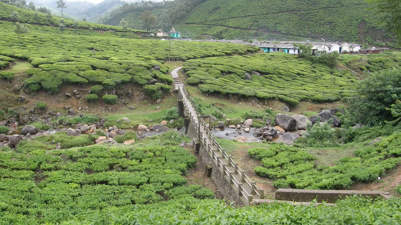 5. Indigenous Communities: The People Behind Munnar Culture