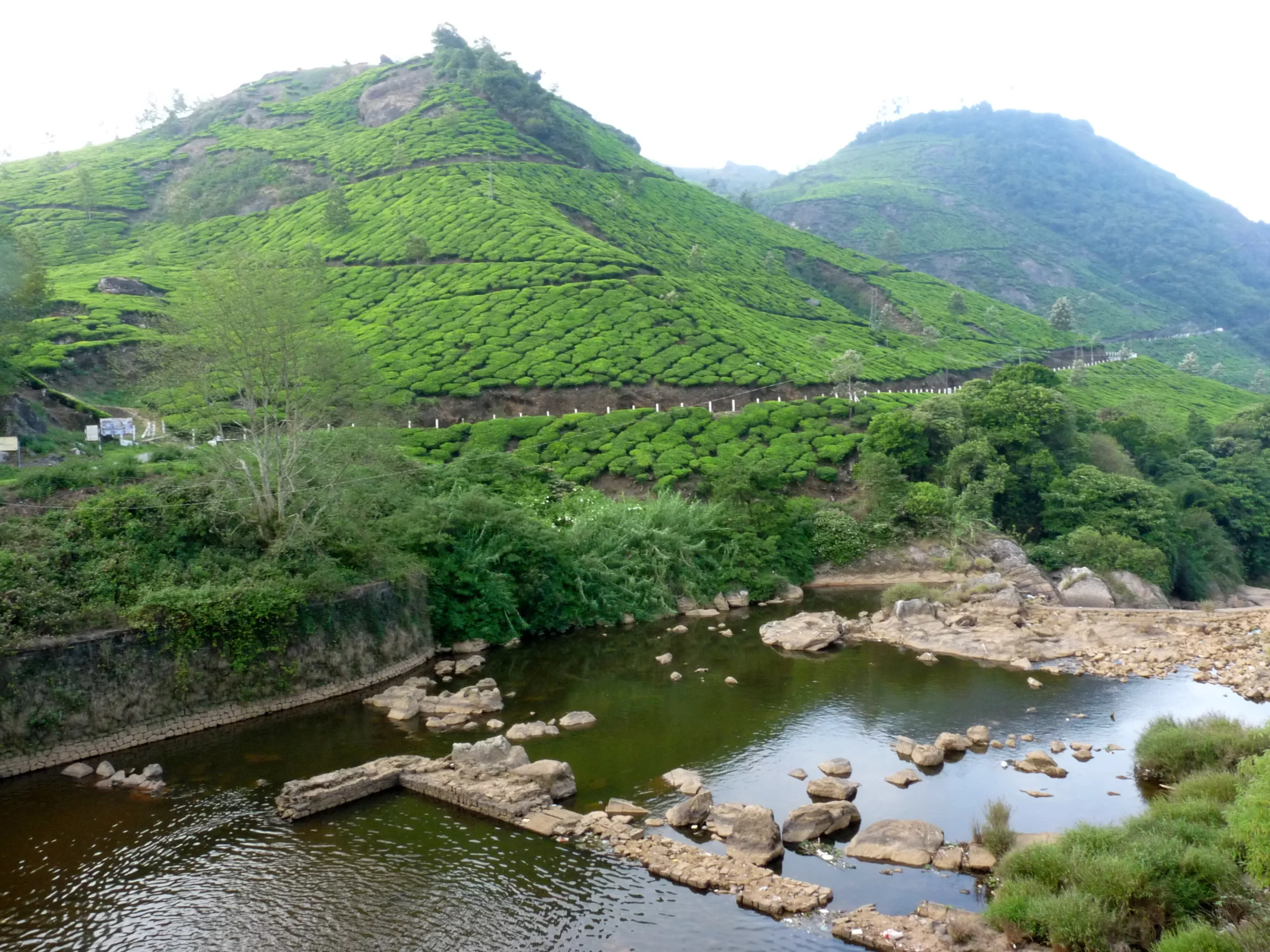 2. Exploring Eravikulam National Park: Home of the Nilgiri Tahr