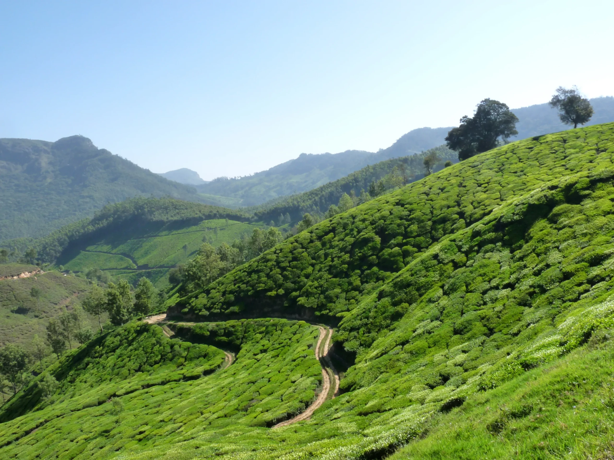 1. Visiting the Famous Tea Gardens of Munnar