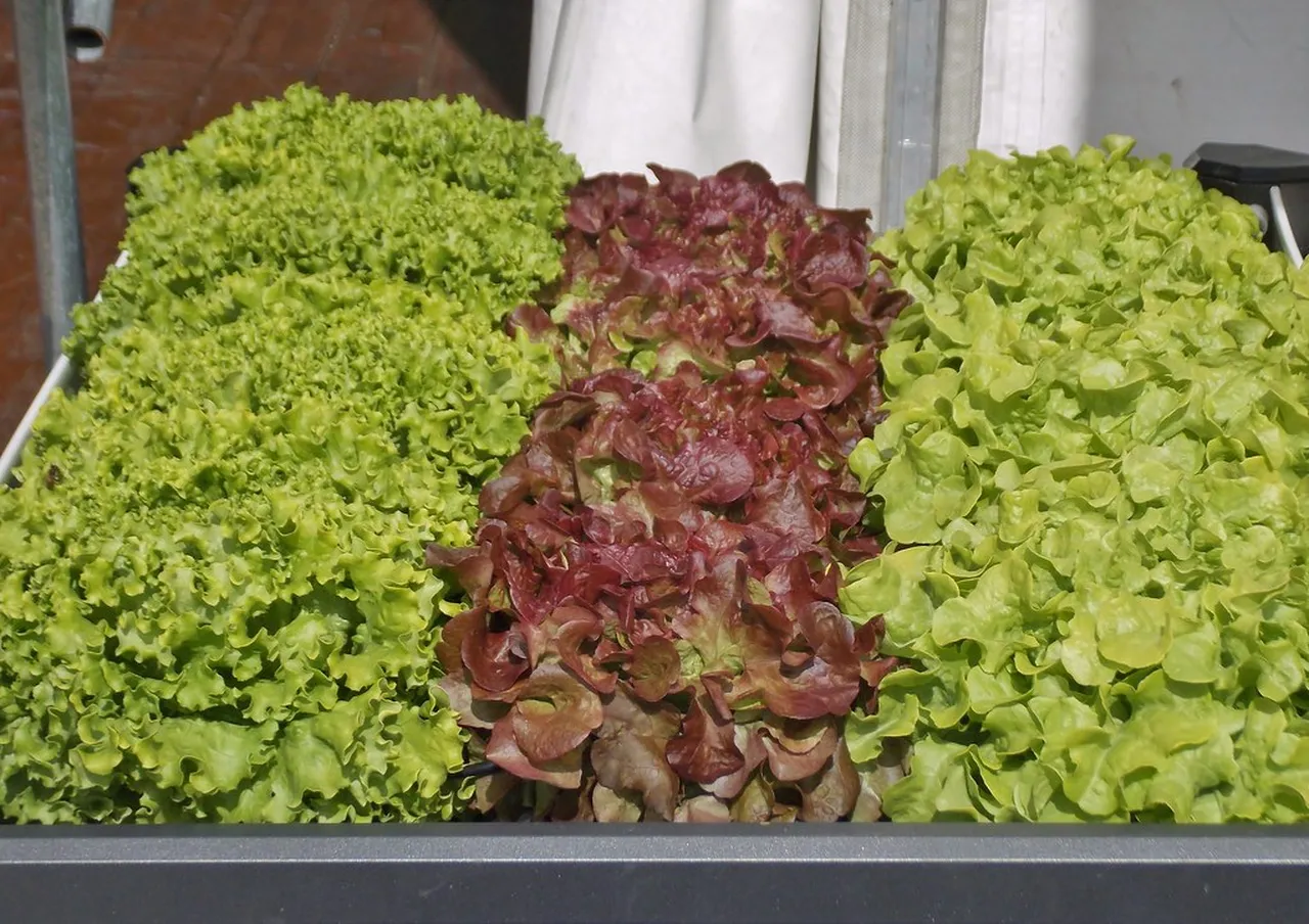 3. Culinary Delights: Savoring the Flavors of Noumea Culture