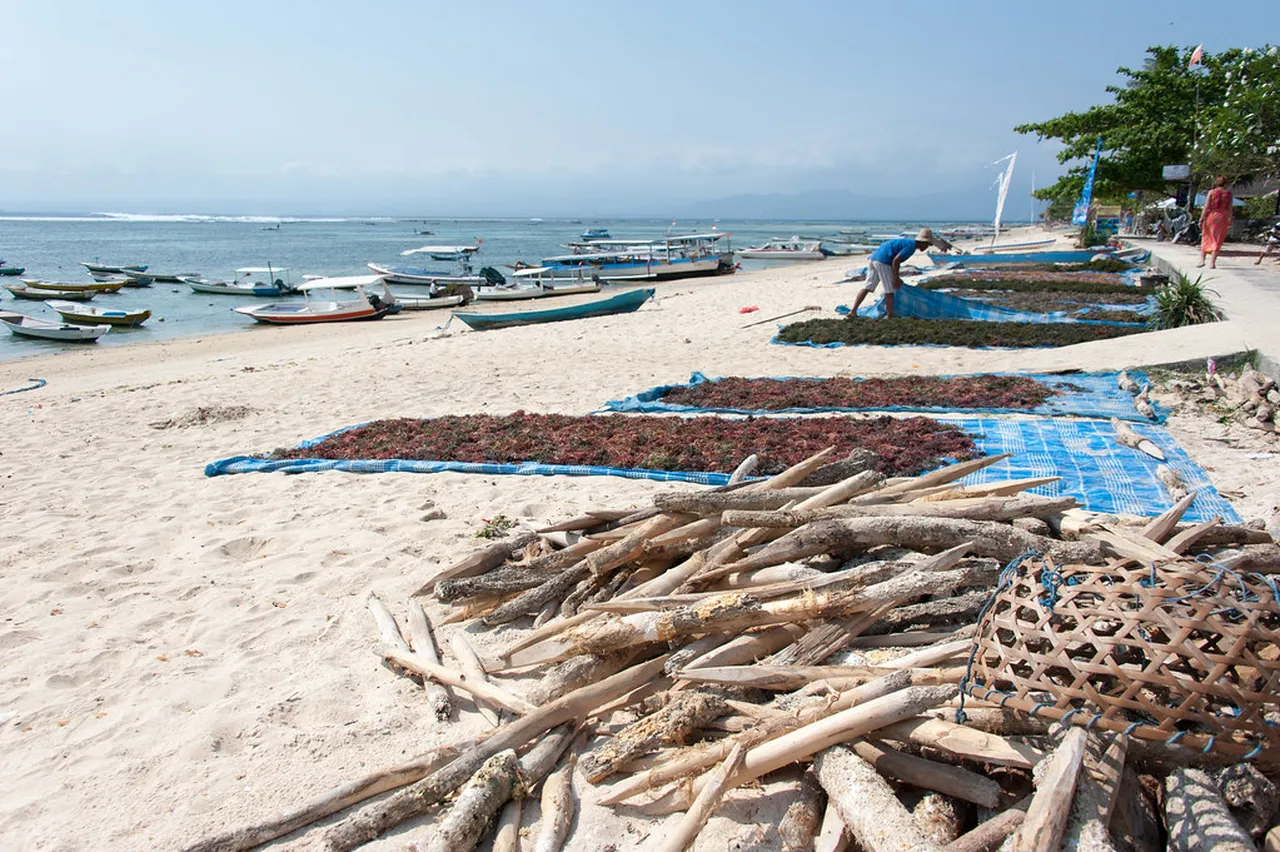 4. The Significance of Seaweed Farming in Nusa Lembongan Culture