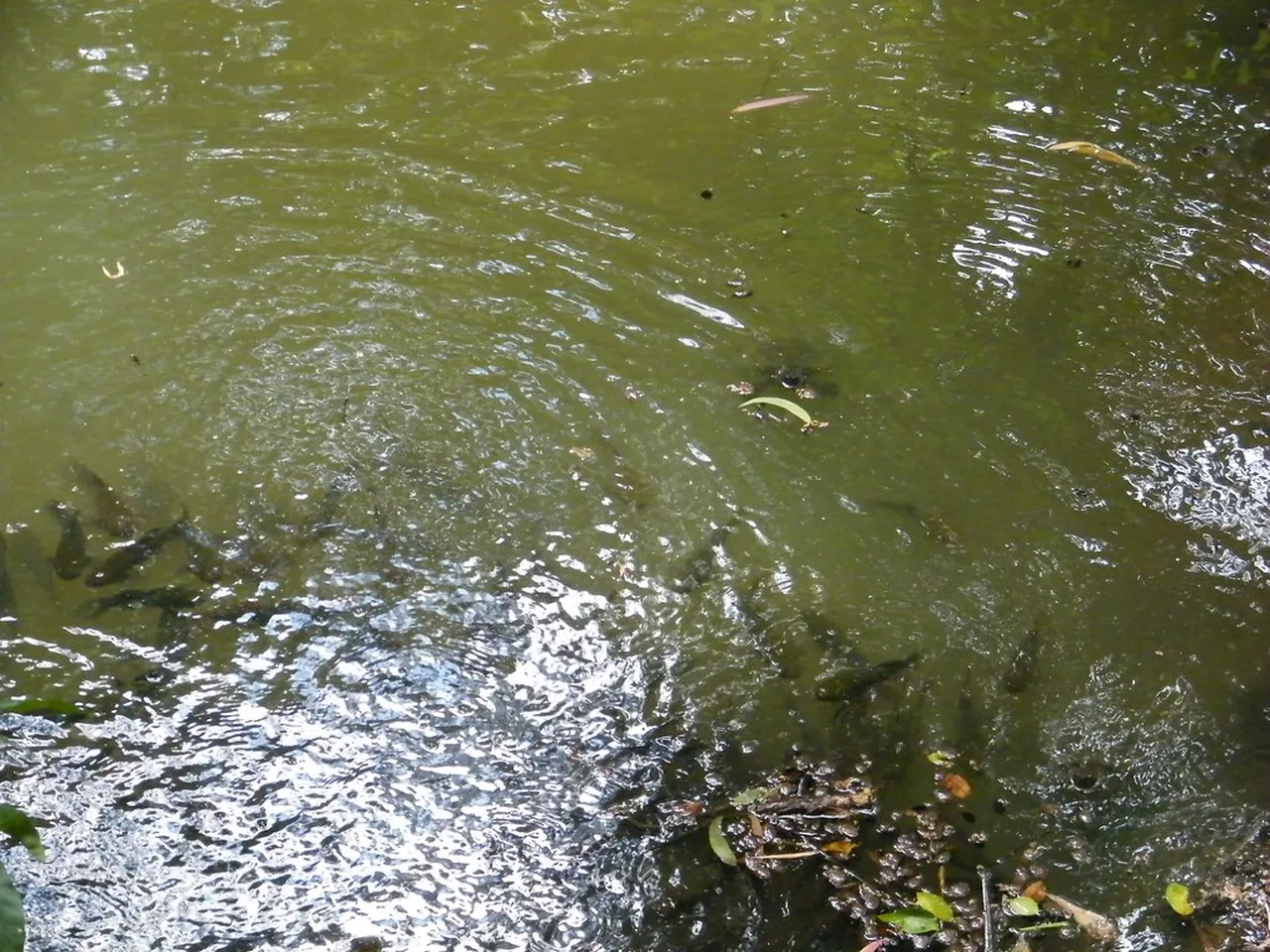 2. Exploring Daintree Rainforest: Discover Ancient Ecosystems