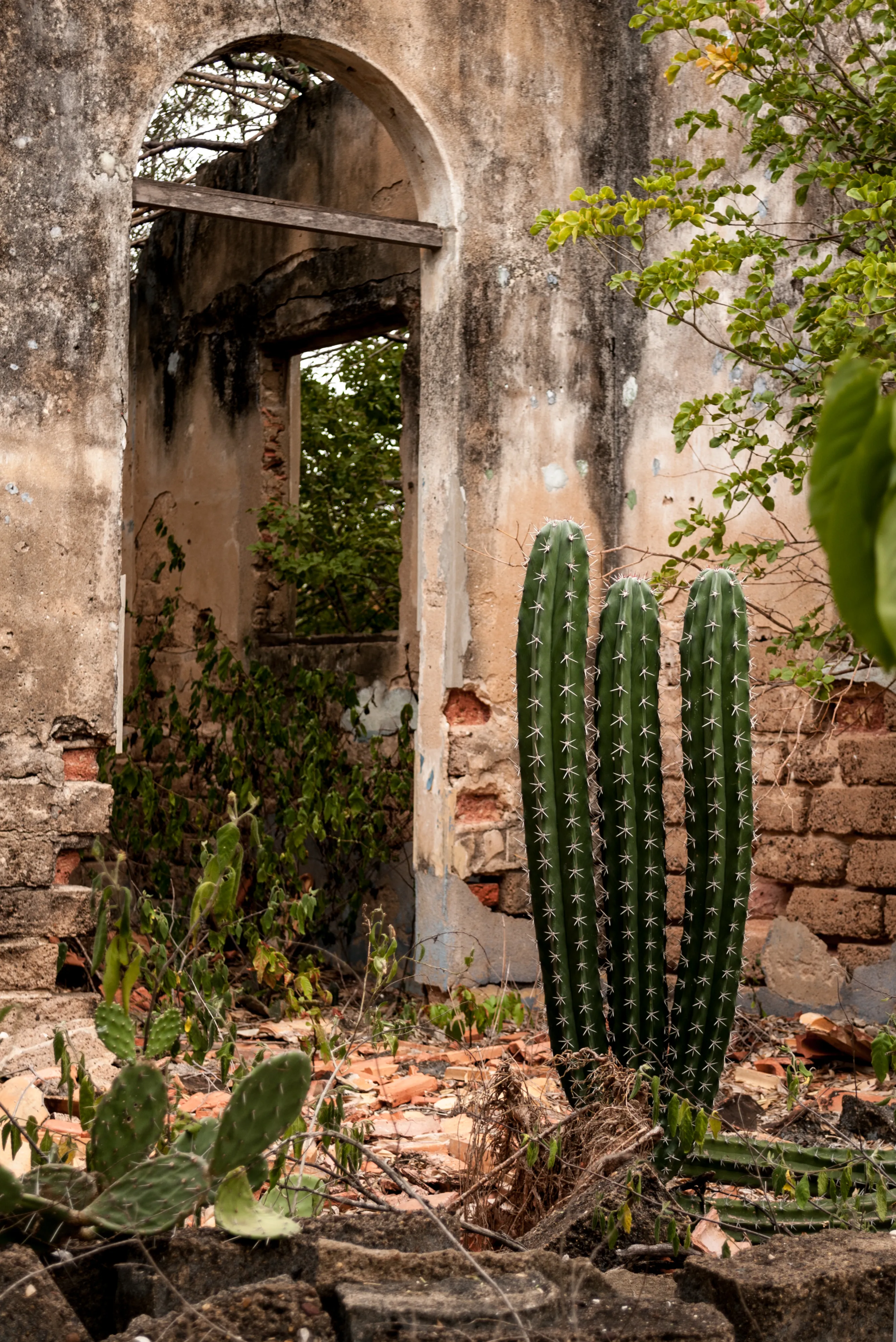 2. Savoring Local Cuisine: Authentic Providencia Dishes