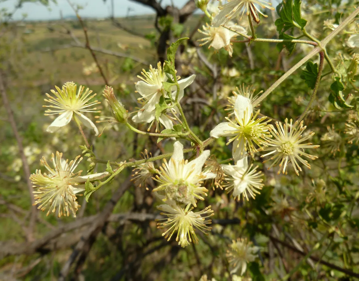 Autumn (March to May)
