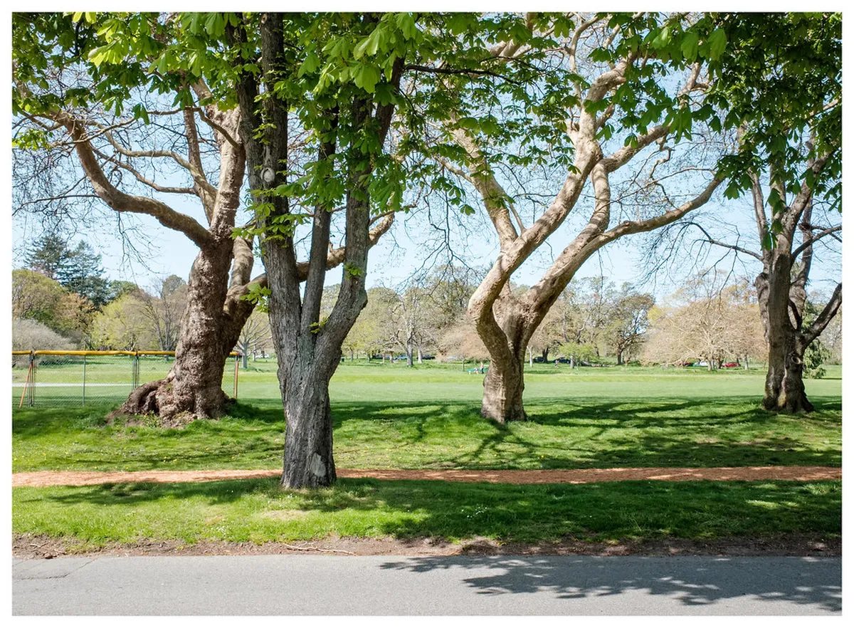 Afternoon: Beacon Hill Park