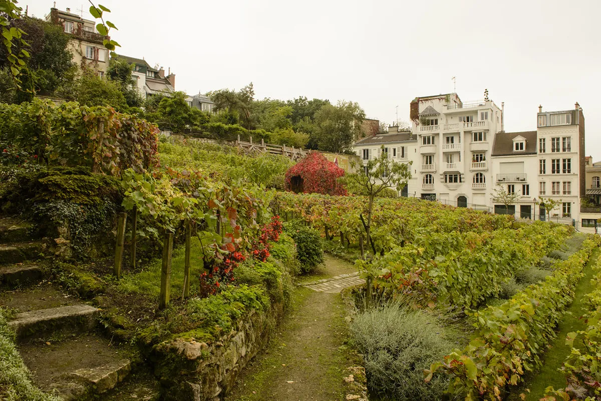 10:00 am: Guided Tour of Vineyards