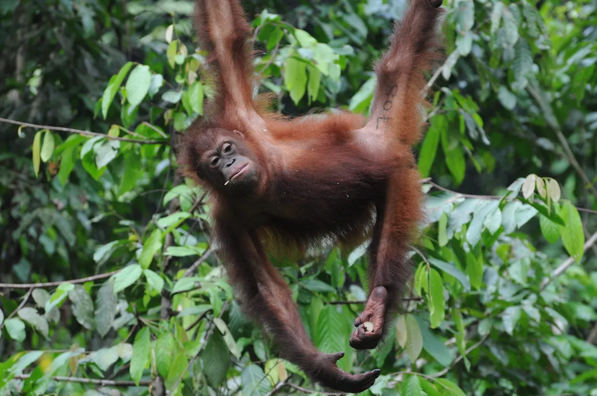 Morning: Sepilok Orangutan Rehabilitation Centre