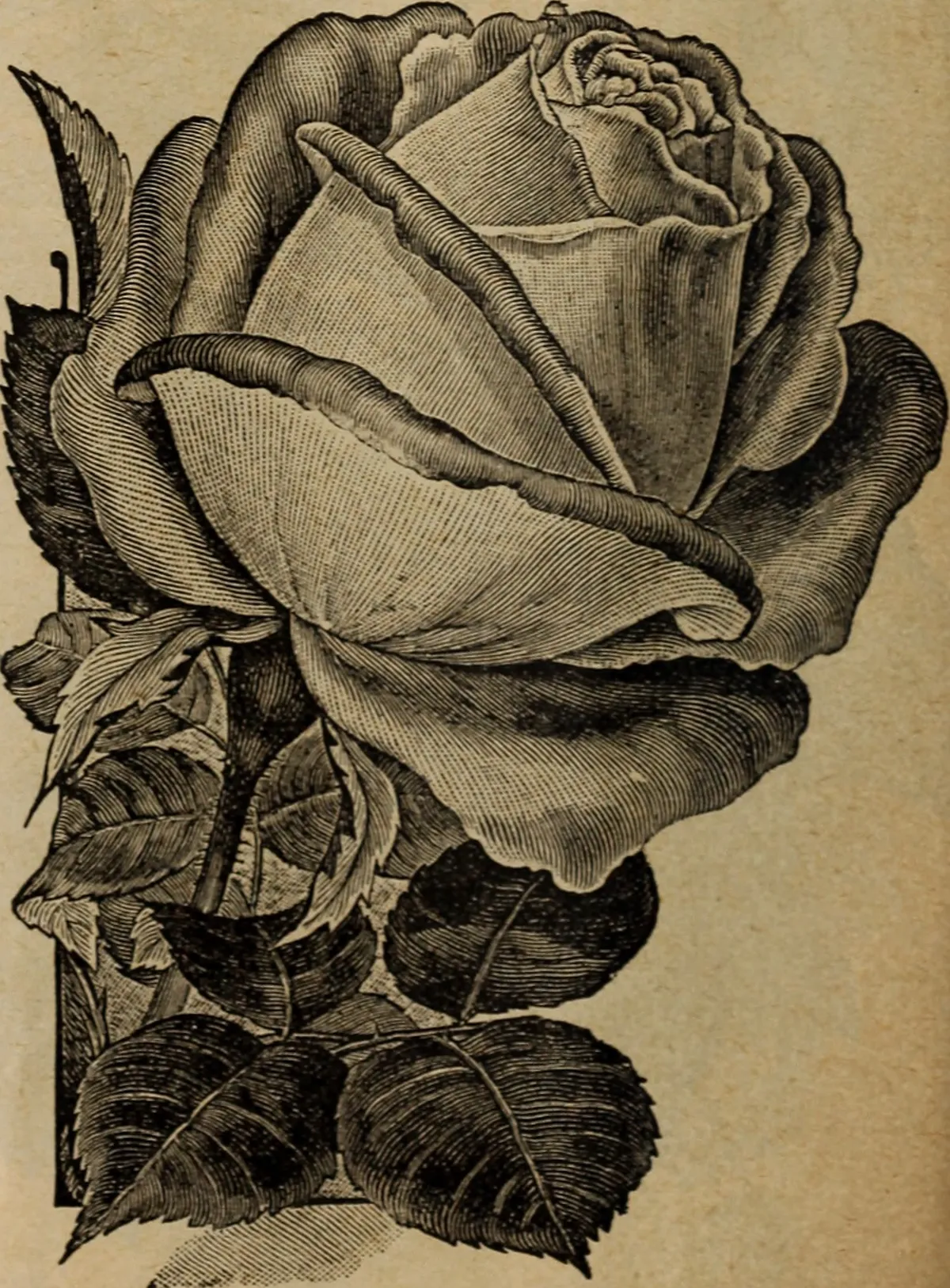 Spring (March – May)