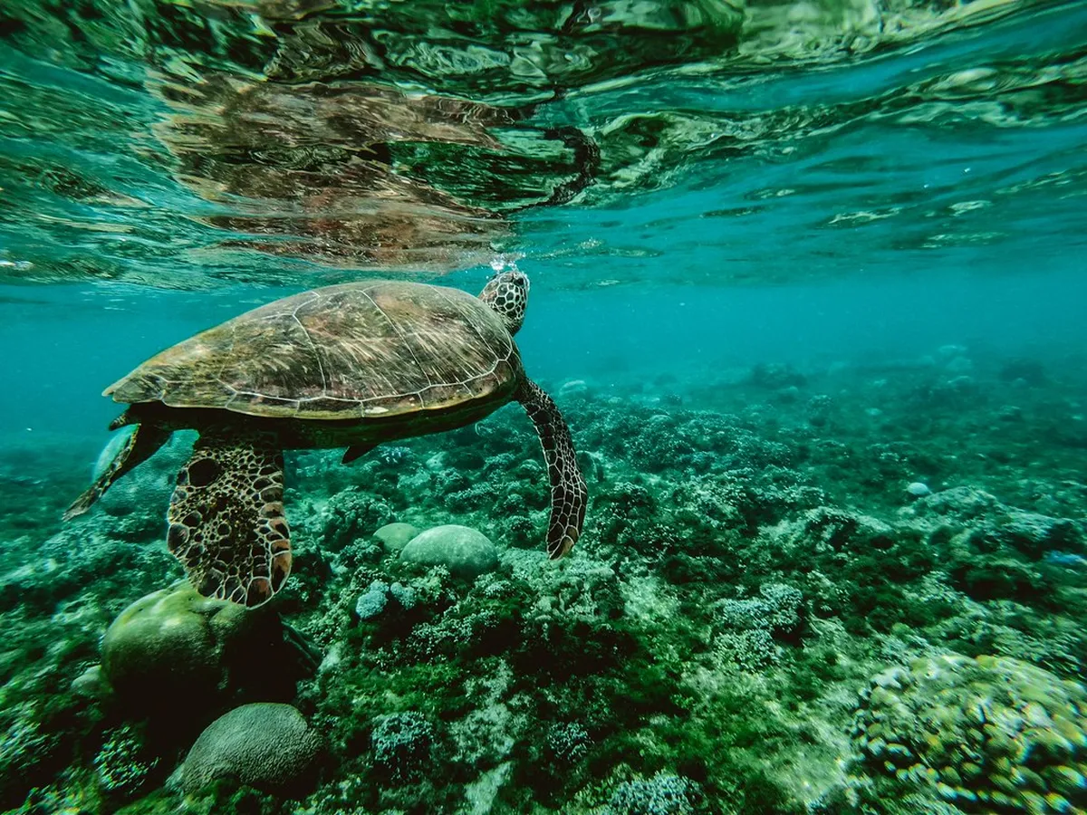 Afternoon: Swimming with Sea Turtles